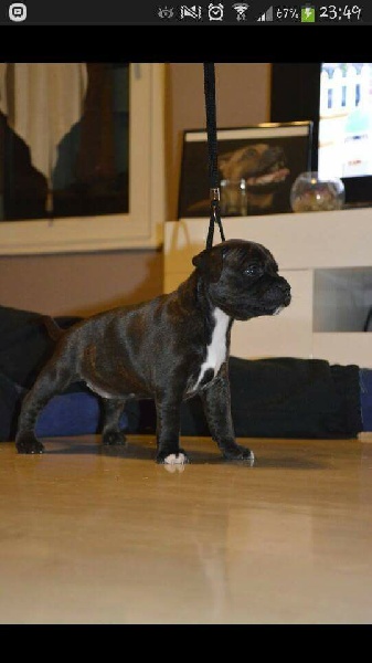 CH. Diamond Stafford I like a violently