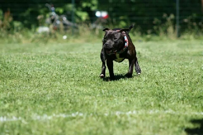 Diamond Stafford Instinct criminel