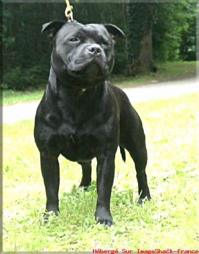 Mc performance Beautiful tiger