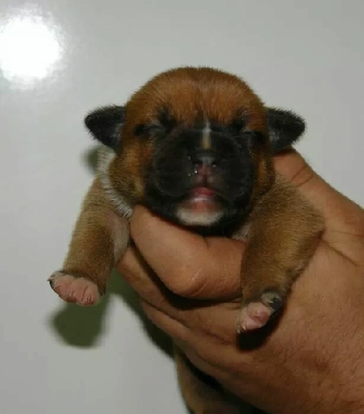 Jch hey sexy baby d'ultime passion