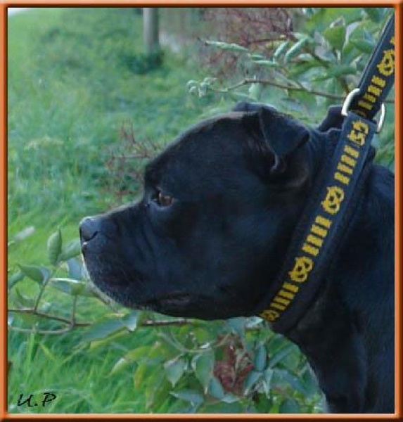 Mc performance Beautiful tiger