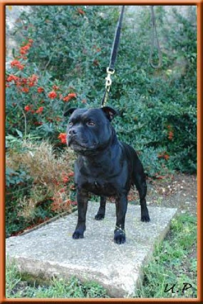 Mc performance Beautiful tiger