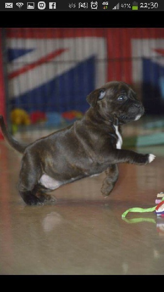 CH. Diamond Stafford I like a violently