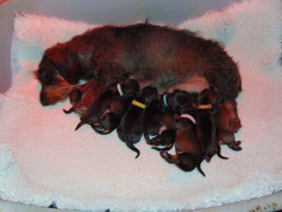 Collier Marron - Teckel poil dur