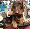 CH. Mr brown de los madroños - Classe Puppy - Très Prometteur - Meilleur Puppy