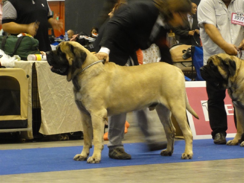 CH. Eton emoi de la basse roche - 4ème Excellent, classe ouverte