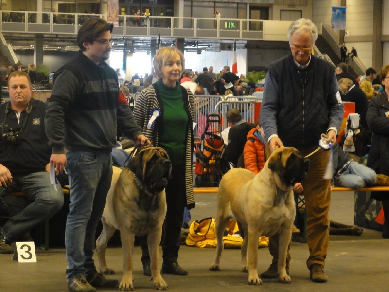 CH. Eton emoi de la basse roche - CAC, CACIB, BOB