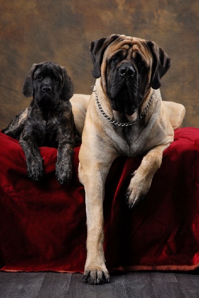 CH. Eton emoi de la basse roche - 1er Exc+, meilleur champion, meilleur de race (BOB)