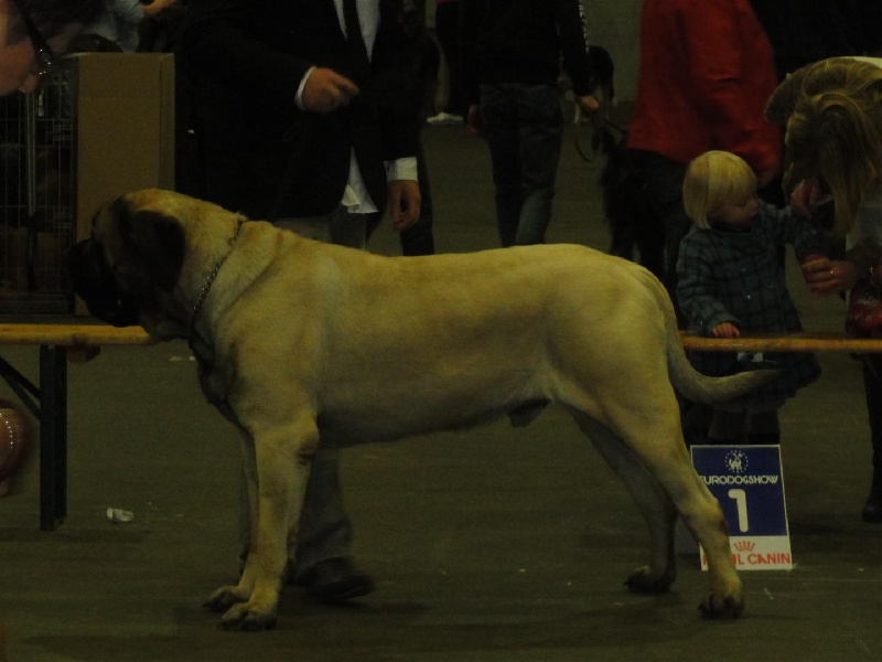 CH. Eton emoi de la basse roche - RCACIB - RCACS