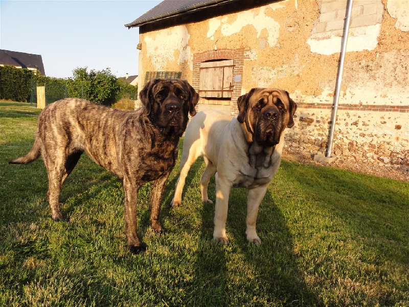 CH. Eton emoi de la basse roche - RCACS, RCACIB