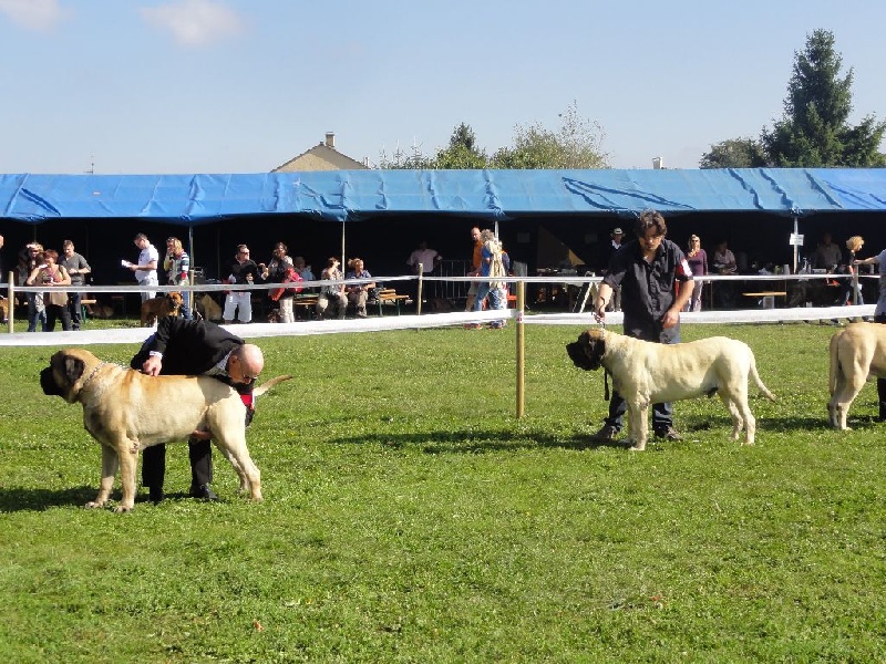 CH. Eton emoi de la basse roche - 5ème Exc+ sélectionné, Classe Ouverte