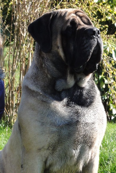 CH. Eton emoi de la basse roche - 4ème Exc+, Classe Ouverte