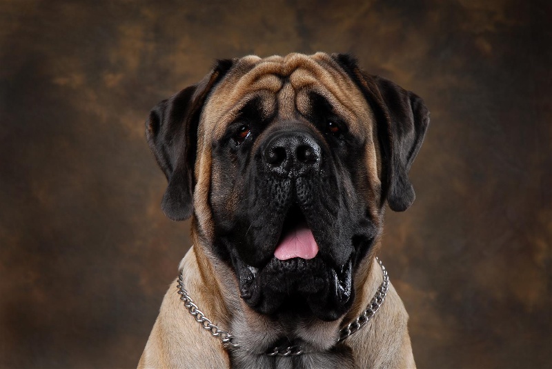 CH. Eton emoi de la basse roche - RCACS