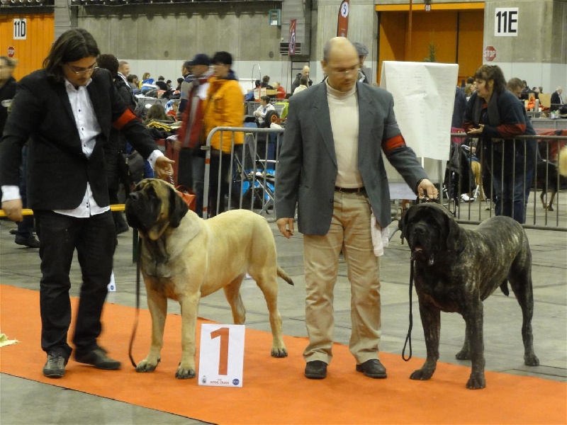 CH. Eton emoi de la basse roche - CACS - CACIB