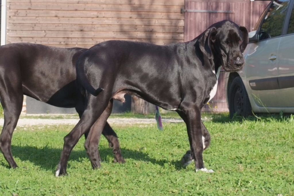 Norton Du Domaine De Jappeloup - Meilleur puppy