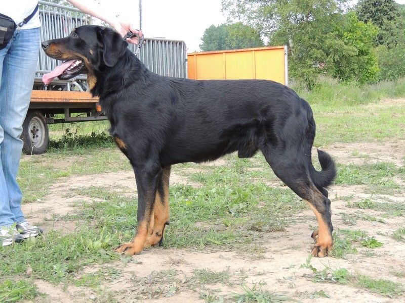 Gadget Of Eagle Bottom - RCACS 2ième classe ouverte mâle