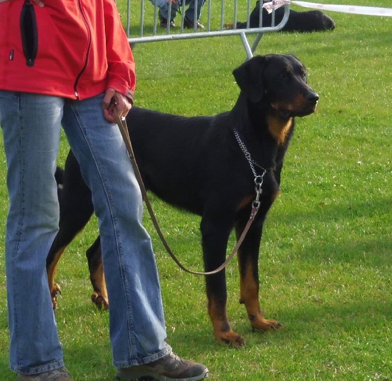 Gadget Of Eagle Bottom - Excellent classe débutant males