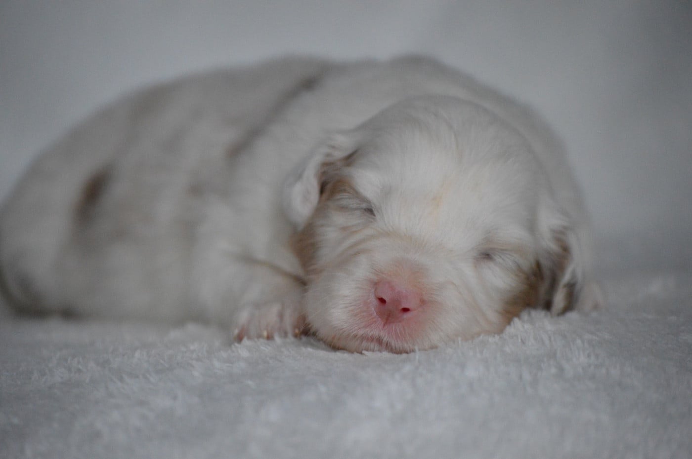 A WHITER SHADE - Berger Australien