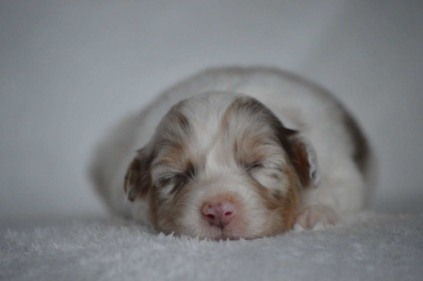 A LITTLE HONEY - Berger Australien