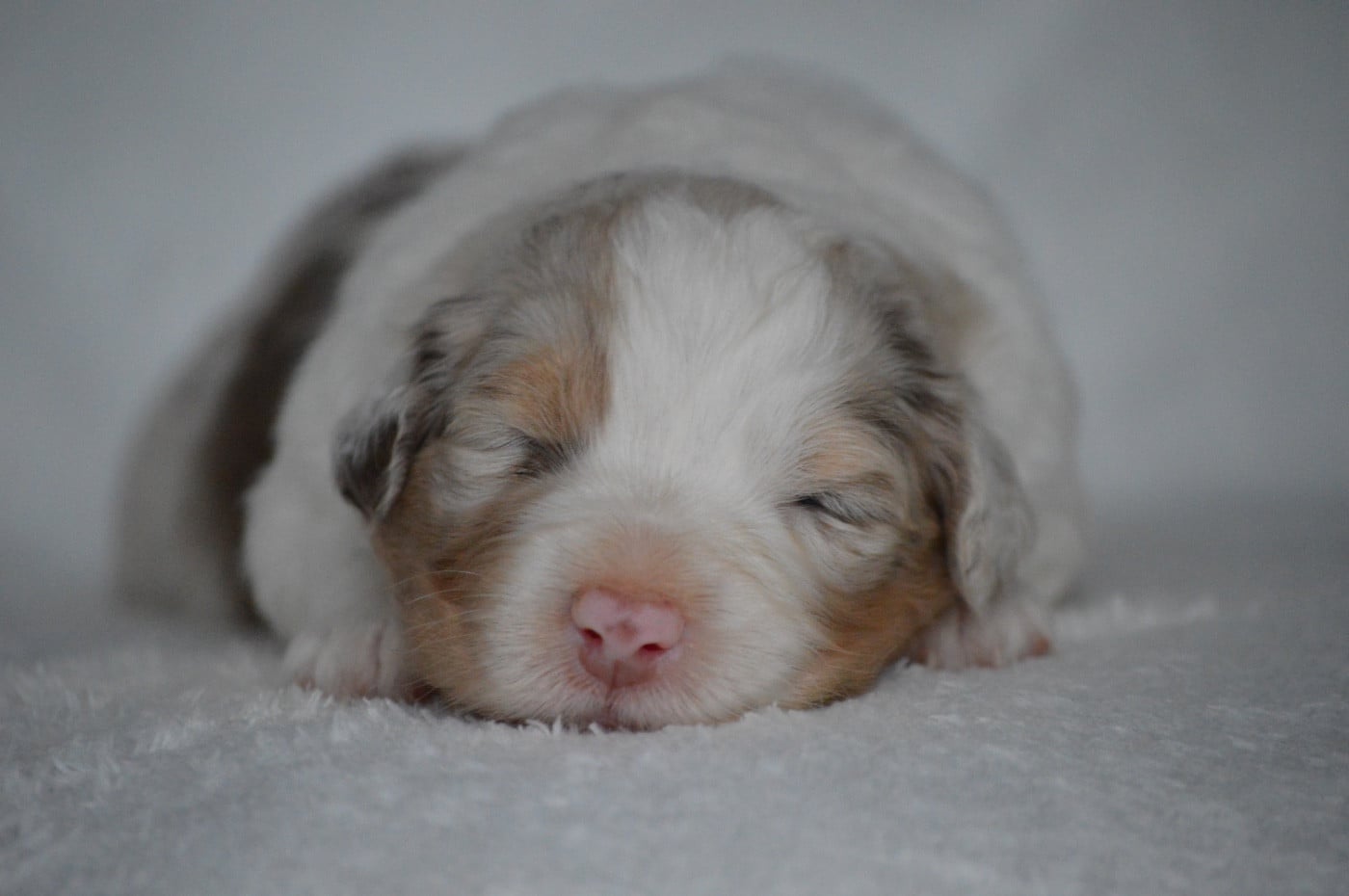 AMBER STAR - Berger Australien