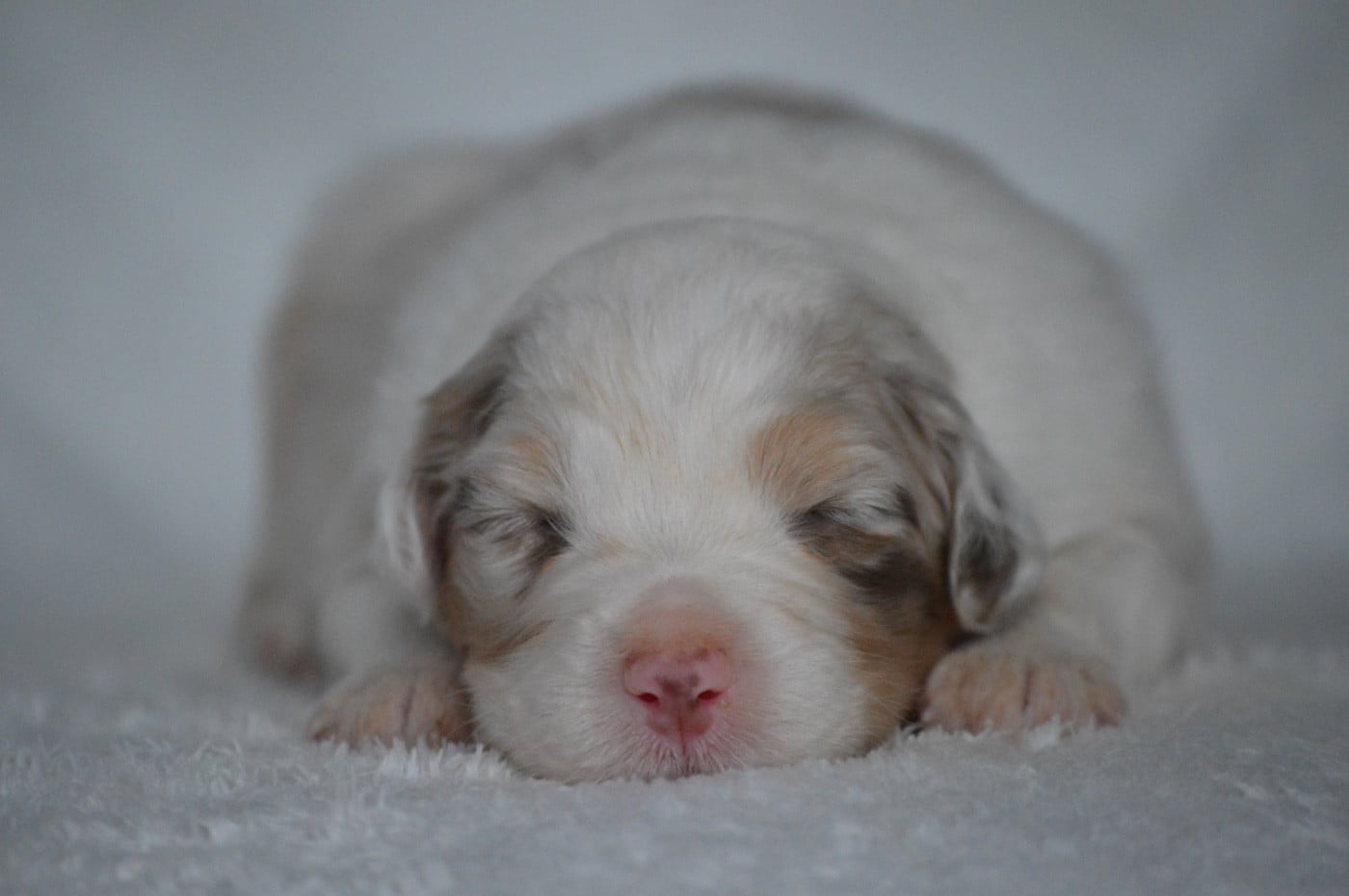 A DREAM AWAY - Berger Australien