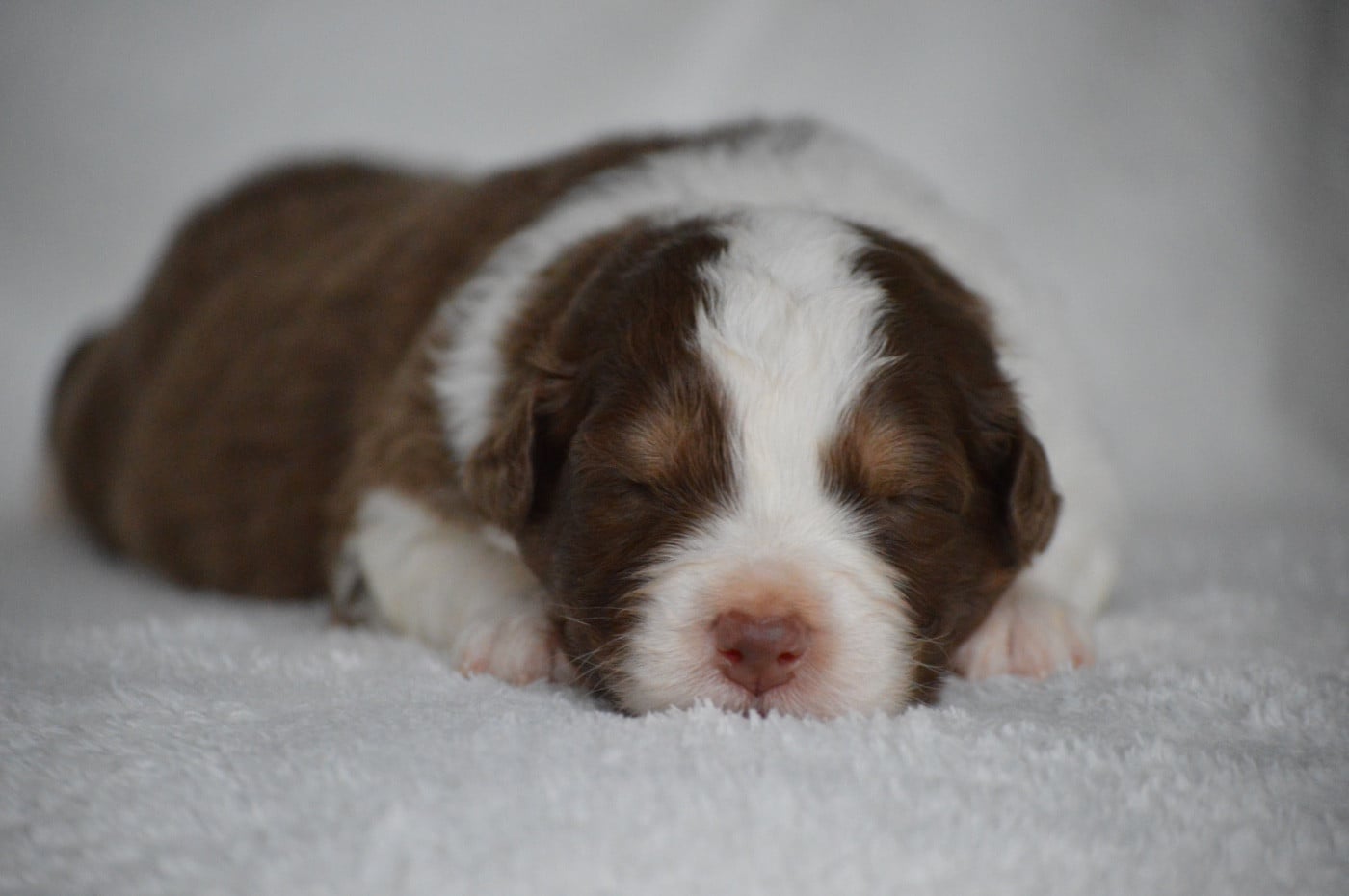 ABOVE THE SUN - Berger Australien