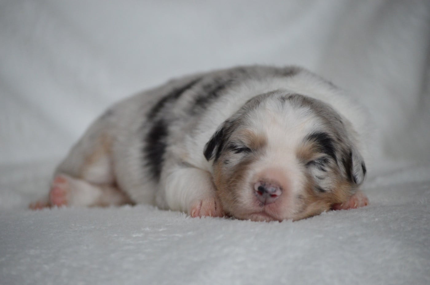 Baila Morena - Berger Australien