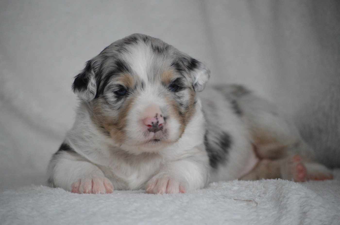 Brand New Dance - Berger Australien