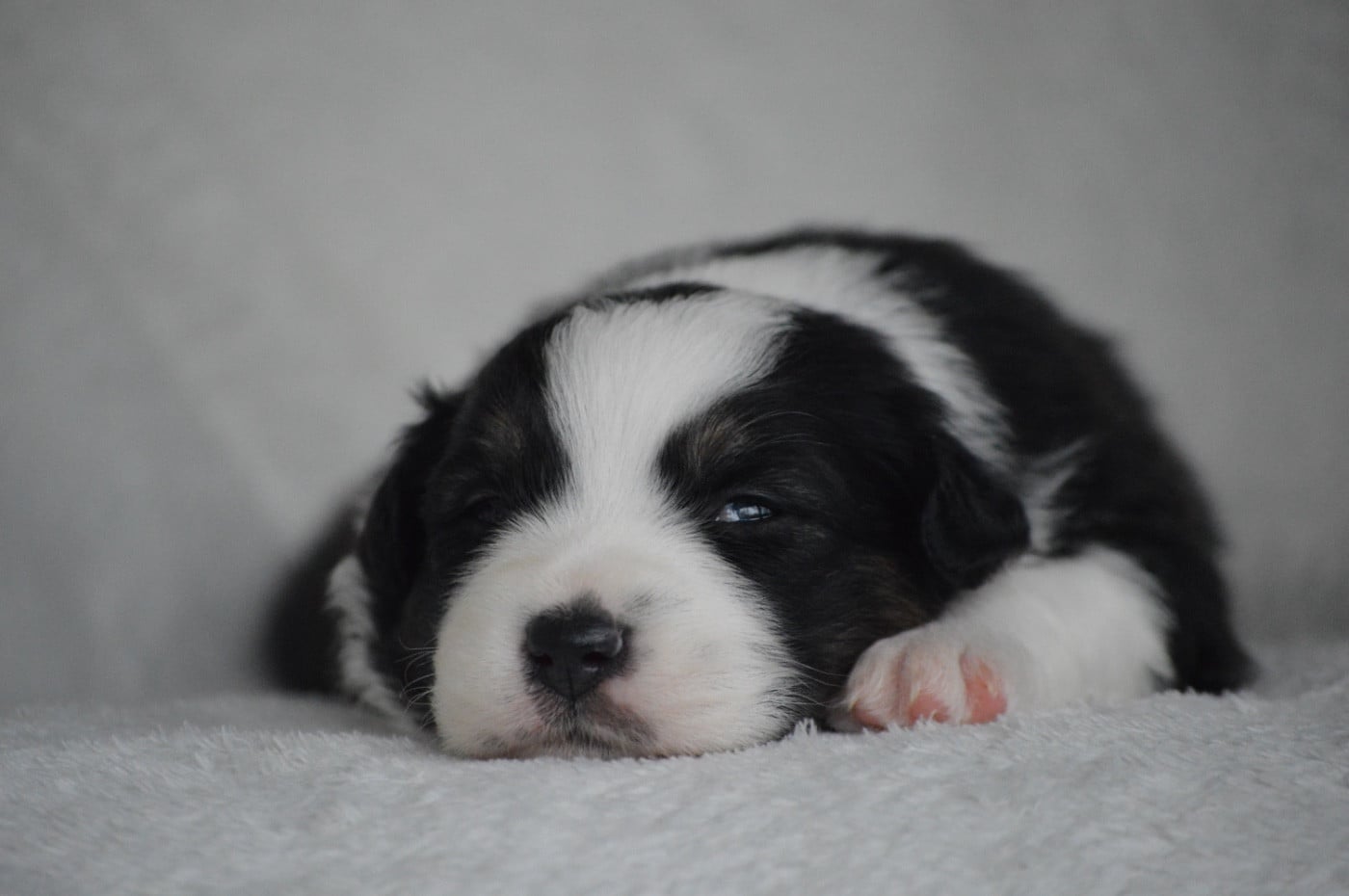 Beautiful Pain - Berger Australien