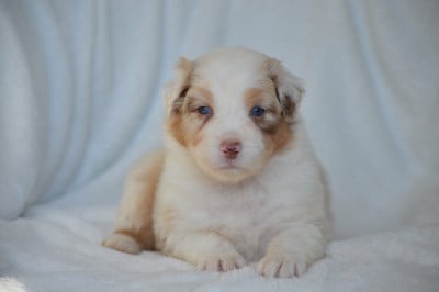 Les chiots de Berger Australien