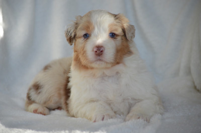 Les chiots de Berger Australien