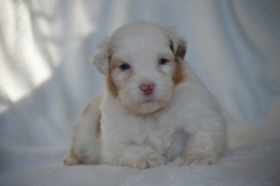 Les chiots de Berger Australien
