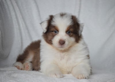 Les chiots de Berger Australien