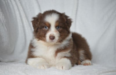 Les chiots de Berger Australien