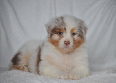 Les chiots de Berger Australien