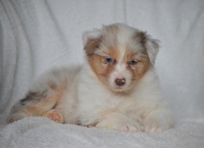 Les chiots de Berger Australien