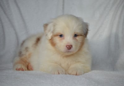 Les chiots de Berger Australien