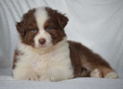 Les chiots de Berger Australien