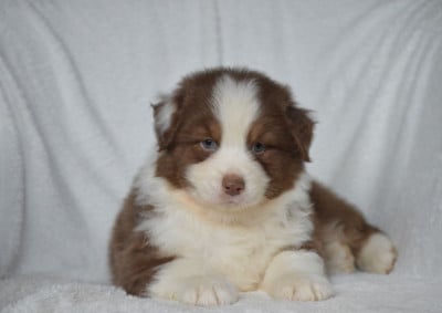 Les chiots de Berger Australien