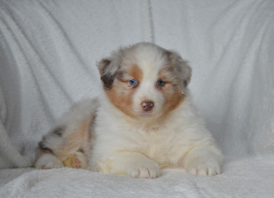 Les chiots de Berger Australien