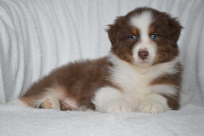 Les chiots de Berger Australien
