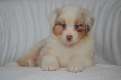 Les chiots de Berger Australien