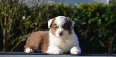 Les chiots de Berger Australien