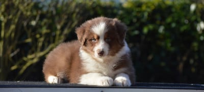 Les chiots de Berger Australien