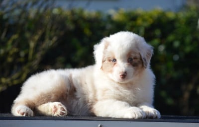 Les chiots de Berger Australien