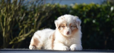 Les chiots de Berger Australien