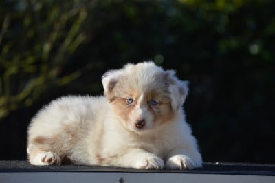 Les chiots de Berger Australien