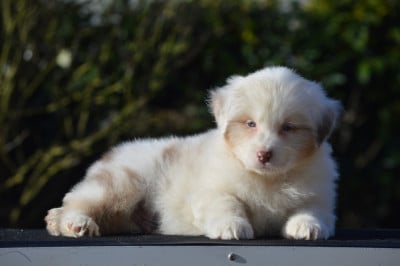 Les chiots de Berger Australien