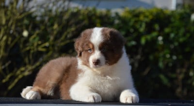 Les chiots de Berger Australien