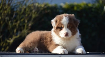 Les chiots de Berger Australien